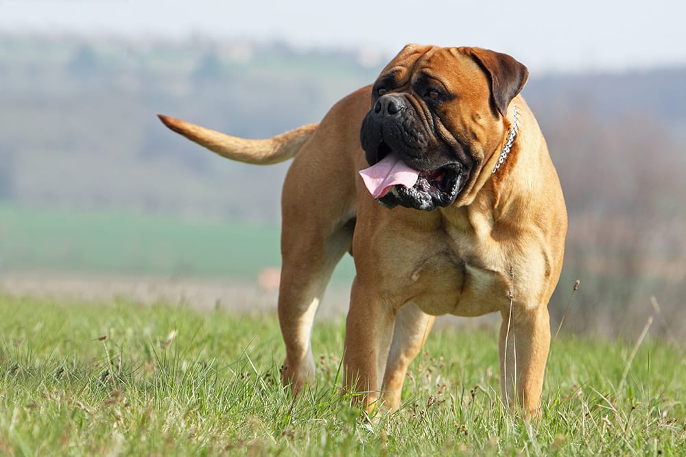 Leptospirosis can affect any breed of dog that comes in contact with the bacteria. Image of a large mastiff breed outside..