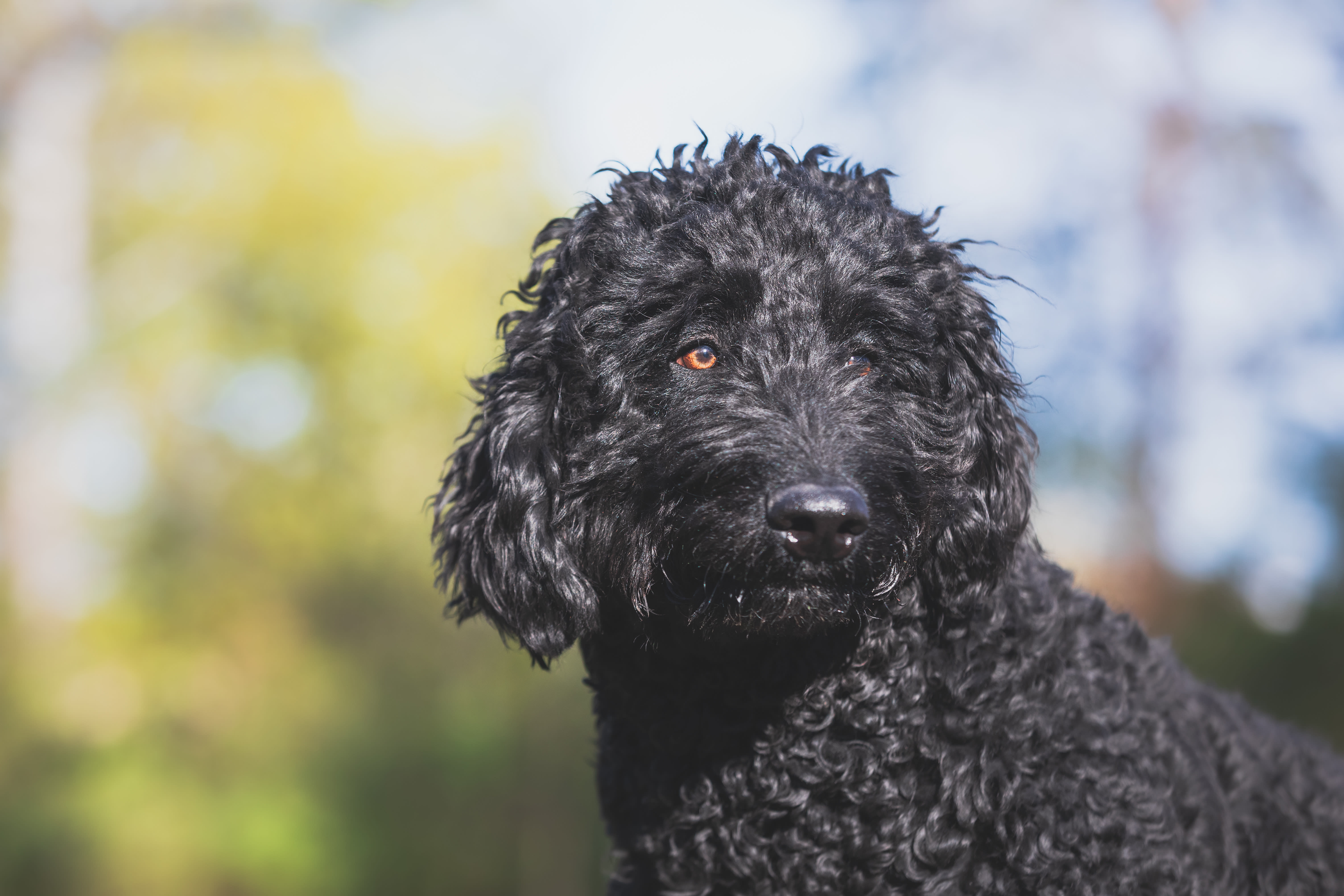 Dog with curly black fur playing outdoors.