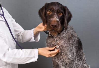 Pneumonia in Dogs | Clemmons Vet
