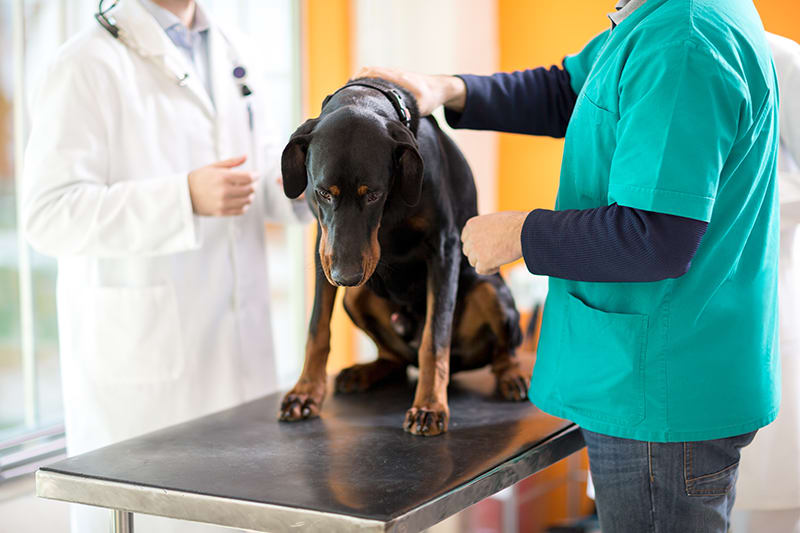 Pancreatic Cancer Symptoms in Dogs | Clemmons Vet