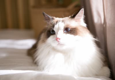 Best House Cat Breeds | Clemmons Vet