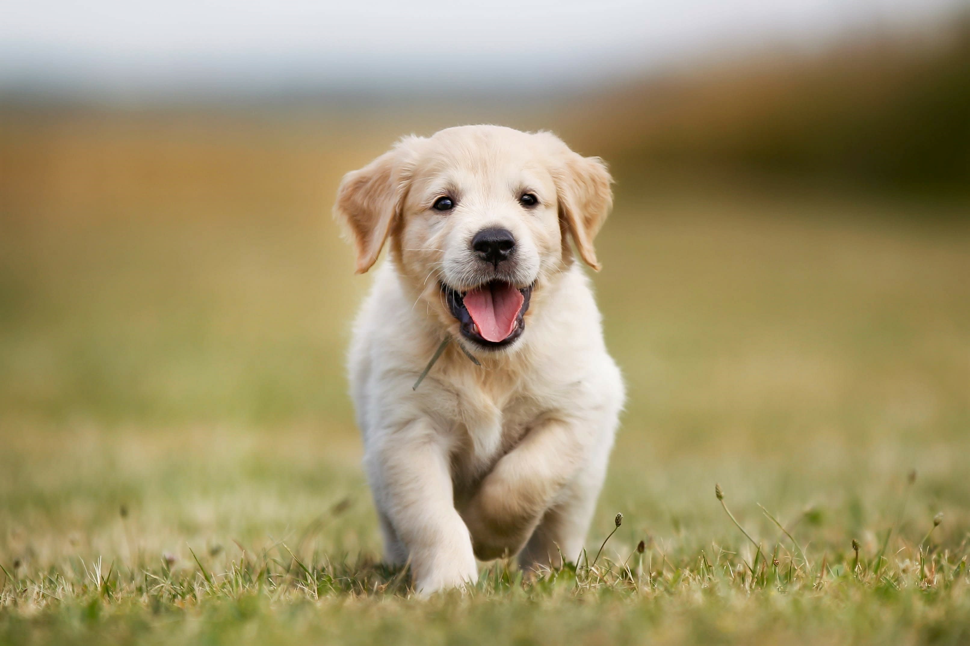 Puppy teething can be a challenging time for pet parents. Happy puppy running towards camera.