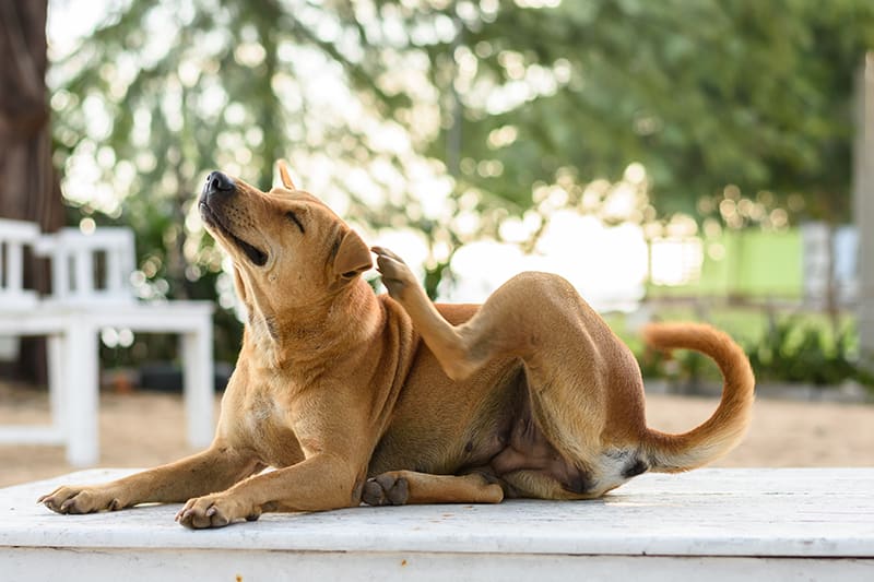 If your dog is scratching it could be a sign of a skin condition that requires veterinary care | Clemmons Vet