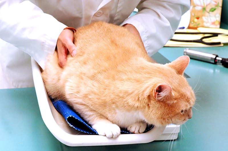 Our Clemmons and Winston Churchill Vets can weigh your cat and check for underlying health issues that could cause your cat to be overweight