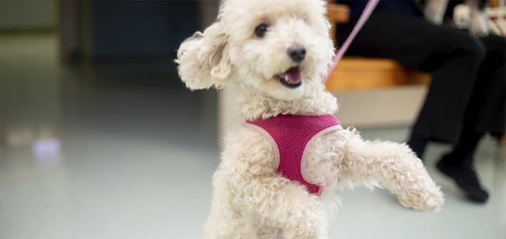 Cat & Dog Boarding in Clemmons, NC | Pet Boarding Near You