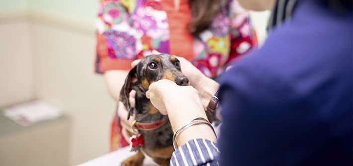 Dermatology | Animal Hospital of Clemmons | Clemmons Veterinarian