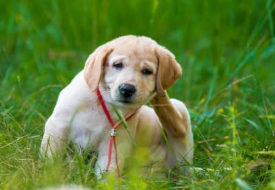 Skin Allergies in Dogs | Clemmons Vet