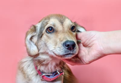 Ear Infection in Dogs | Clemmons Vet
