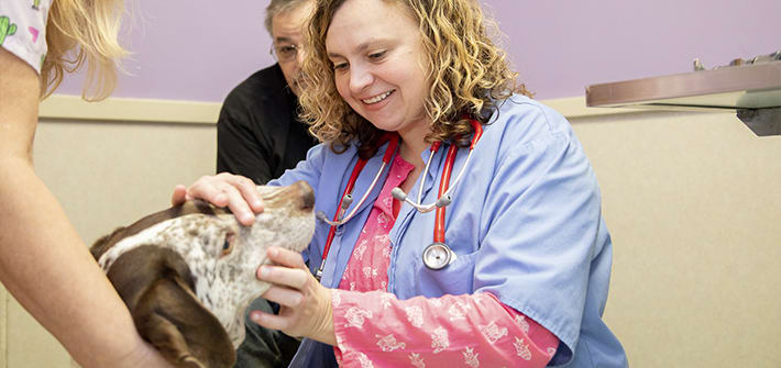 Veterinary Dentist in Clemmons, NC | Clemmons Vet Dentist