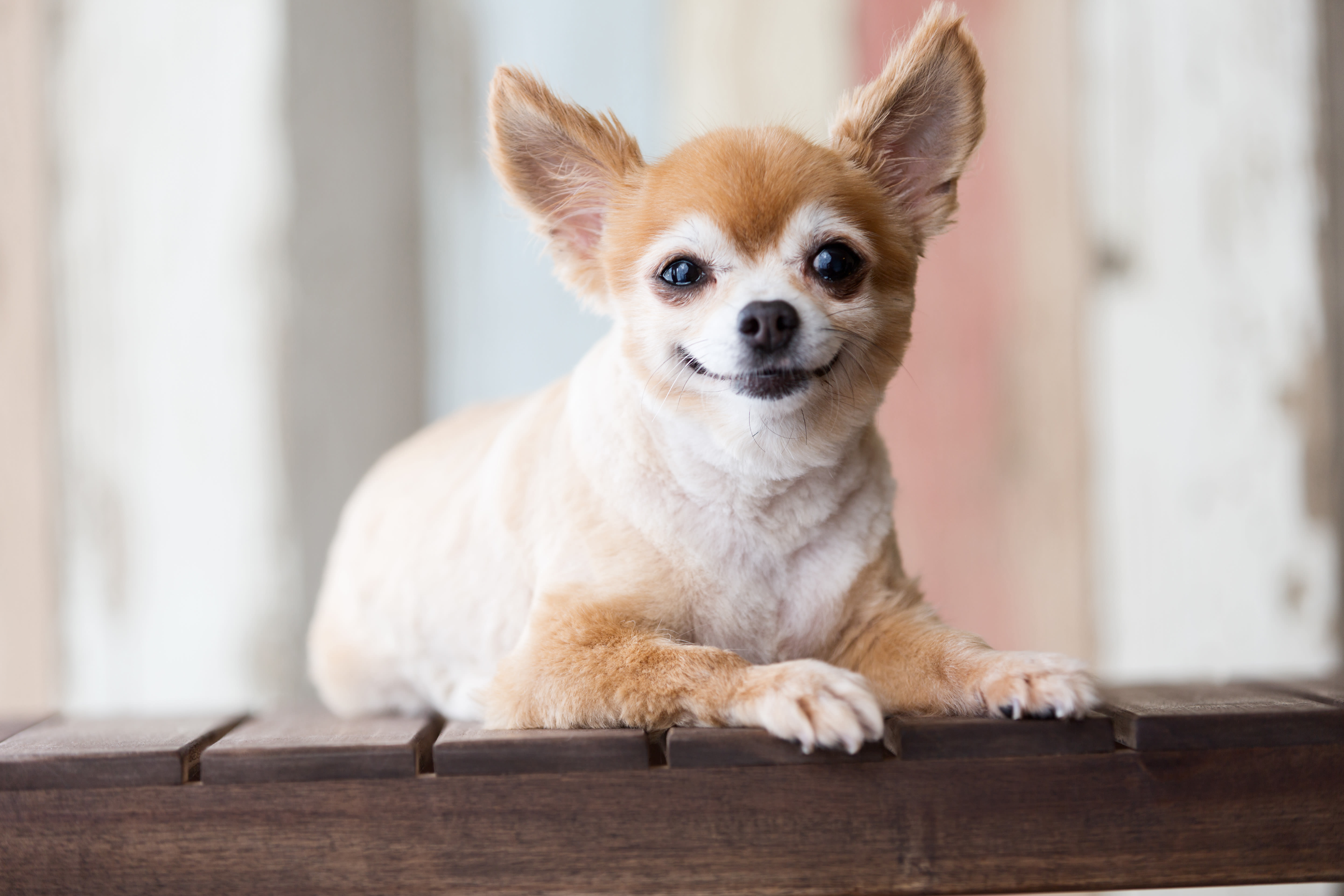 Contagious Diseases That Could Affect Your Dog | | Clemmons Vet