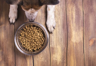 Best Food for Dogs with Allergies