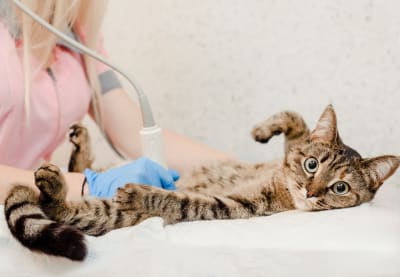 Hernias in Cats | Clemmons Vet