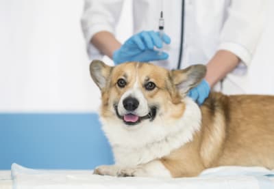 Contagious Diseases That Could Affect Your Dog | Clemmons Vet