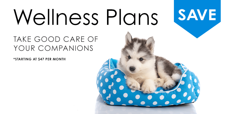 Wellness Plans, Clemmons Vet