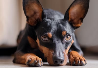 what causes high thyroid dogs