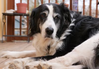 Kidney failure in dogs