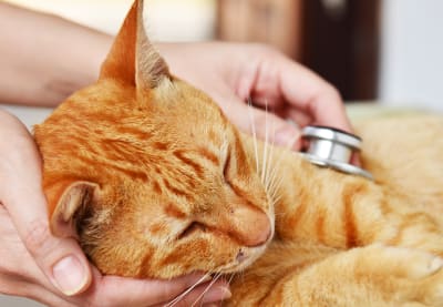 Pneumonia in Cats | Clemmons Vet