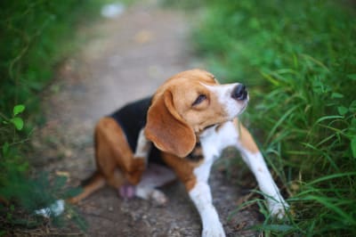 Signs That Your Pet Has Fleas | Winston-Salem Vet