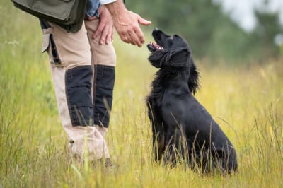 Protect Pets from Ticks | Clemmons Vet