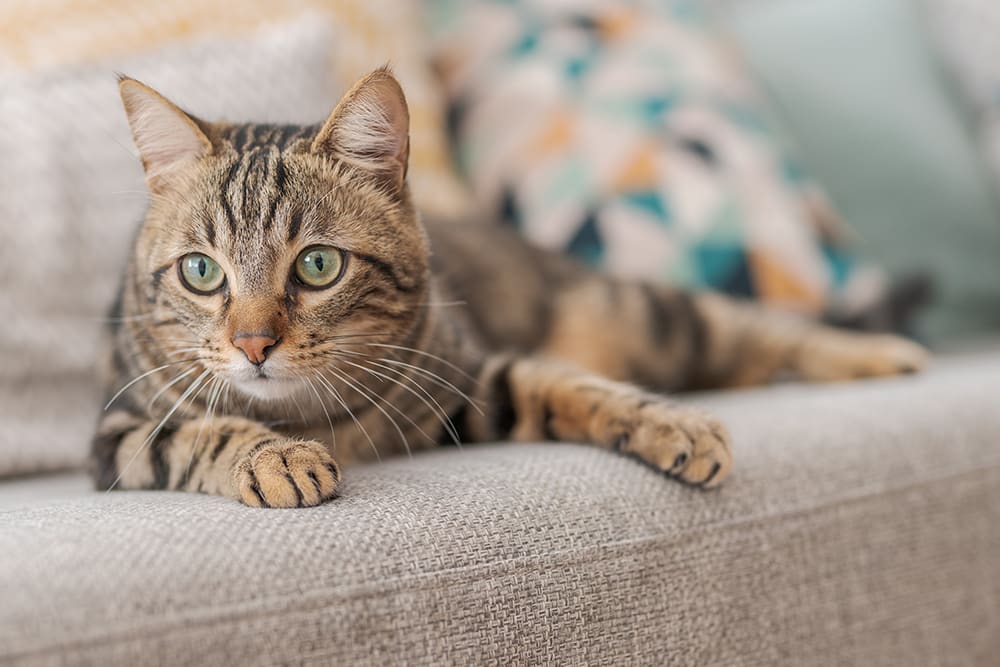 Cat laying on sofa. Even the most agile cats can have accidents that result in broken bones.