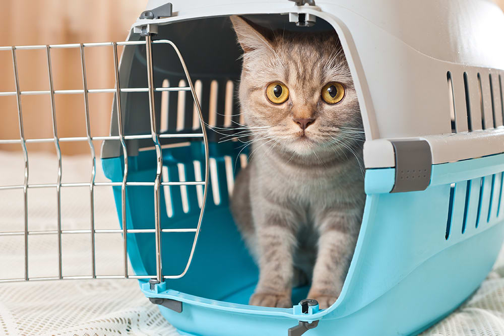Cat in a light blue carrier.