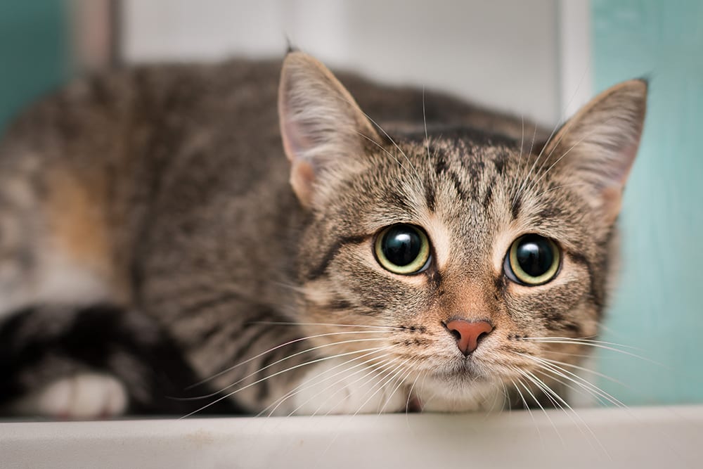 Coughing can make cats agitated or anxious. Anxious looking cat with big eyes.