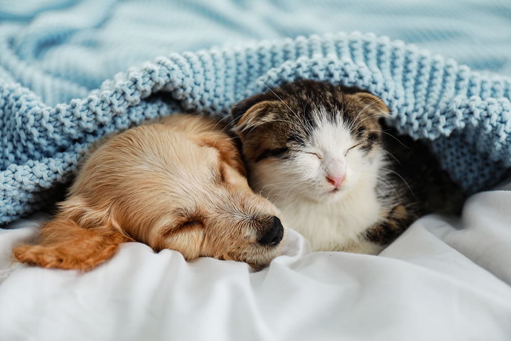 Cat Wellness Plans & Dog Wellness Plans are available at our Clemmons veterinary clinic.