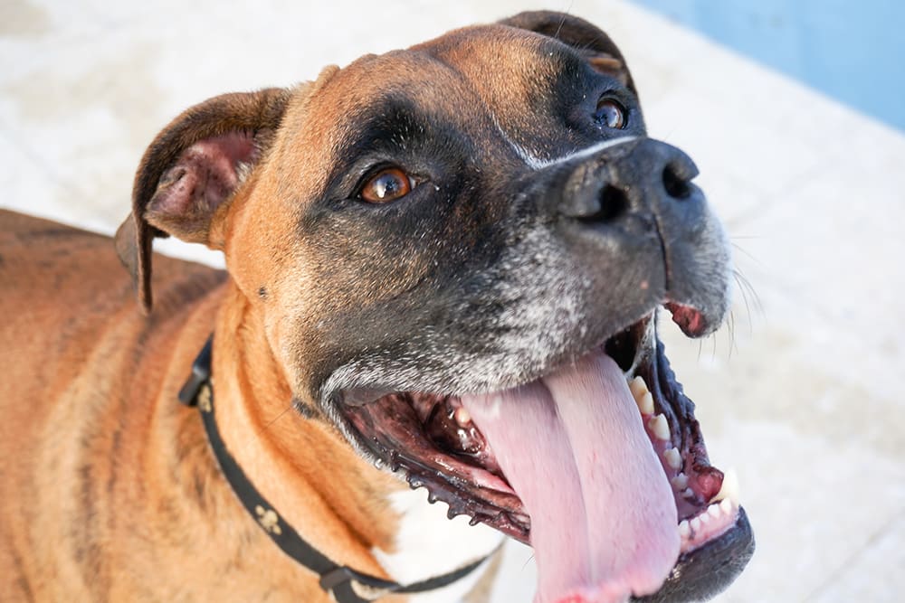 Happy dog breathing close to camera. Does your dog's breath stink?