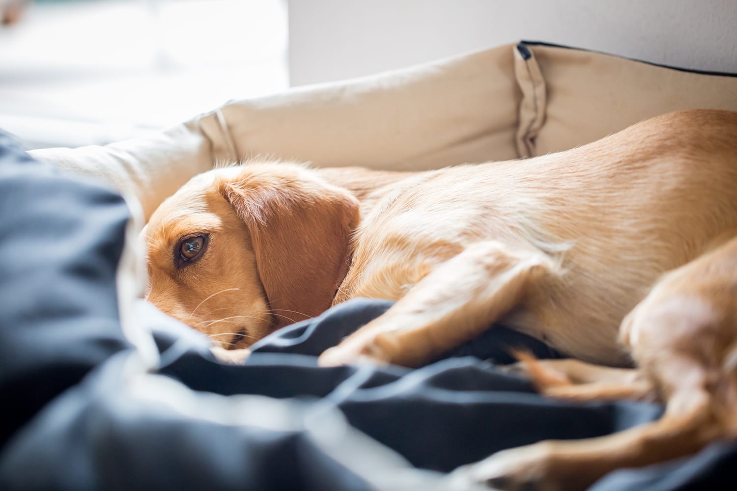 Dog laying a blue blanket looking sad.