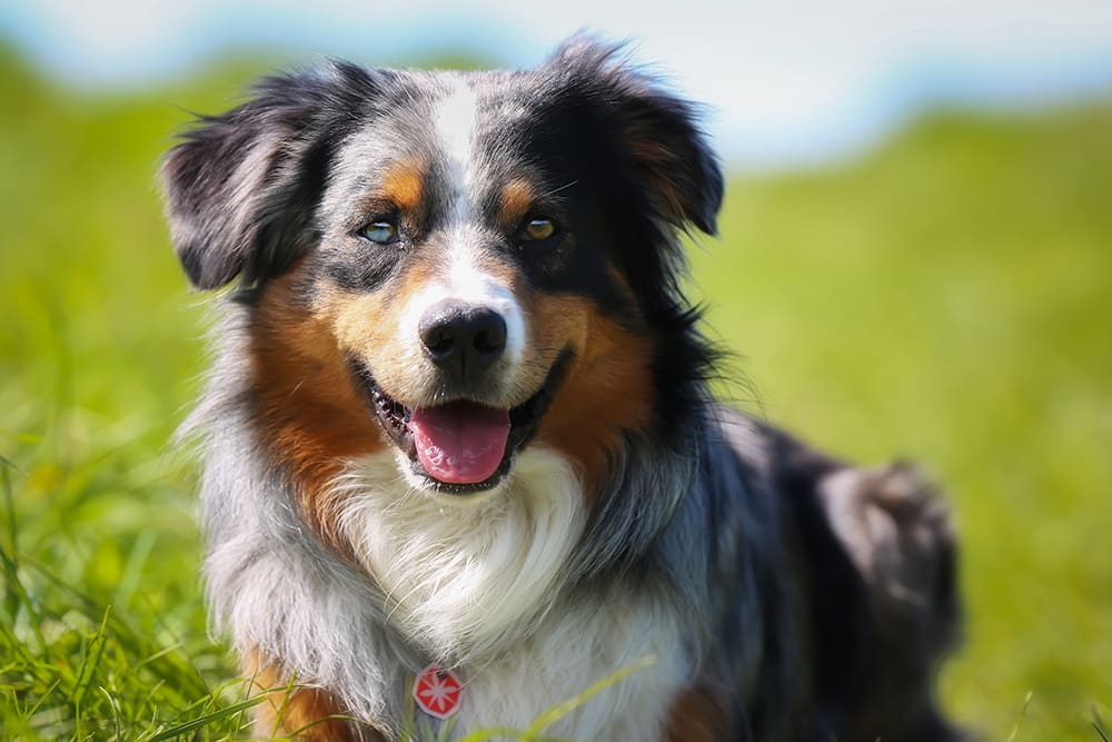 Border collie standing in grass looking at the camera | Clemmons Vet