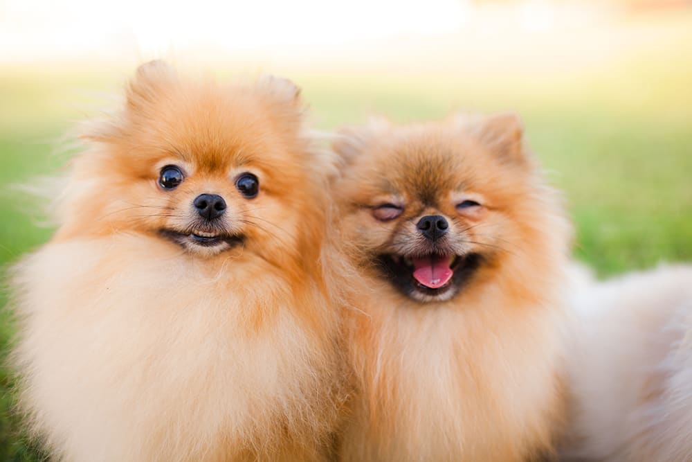 Dogs with long double coats will needs lots of brushing and grooming to keep them neat and tidy.