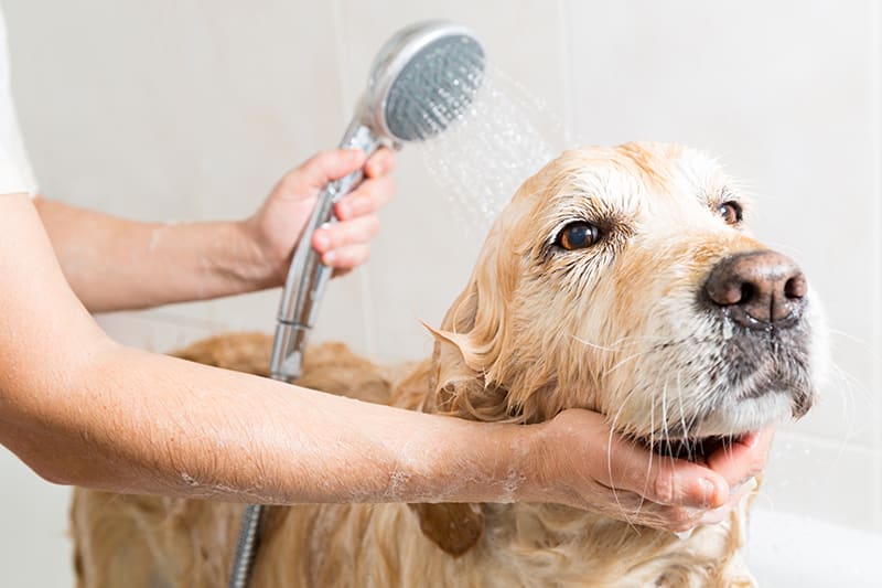 Oatmeal bath to relieve your dog's itchy skin, Clemmons Vet