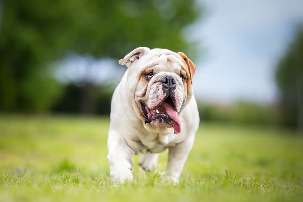 Bulldog outside playing and panting.