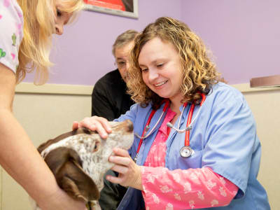 Wellness Exams, Clemmons Vet