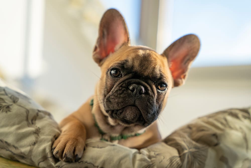 French bulldog looking into camera. Some breeds, including French bulldogs, are more prone to skin problems such as dandruff.