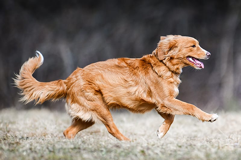 Happy dog with clean white teeth running through field. Clemmons Vet