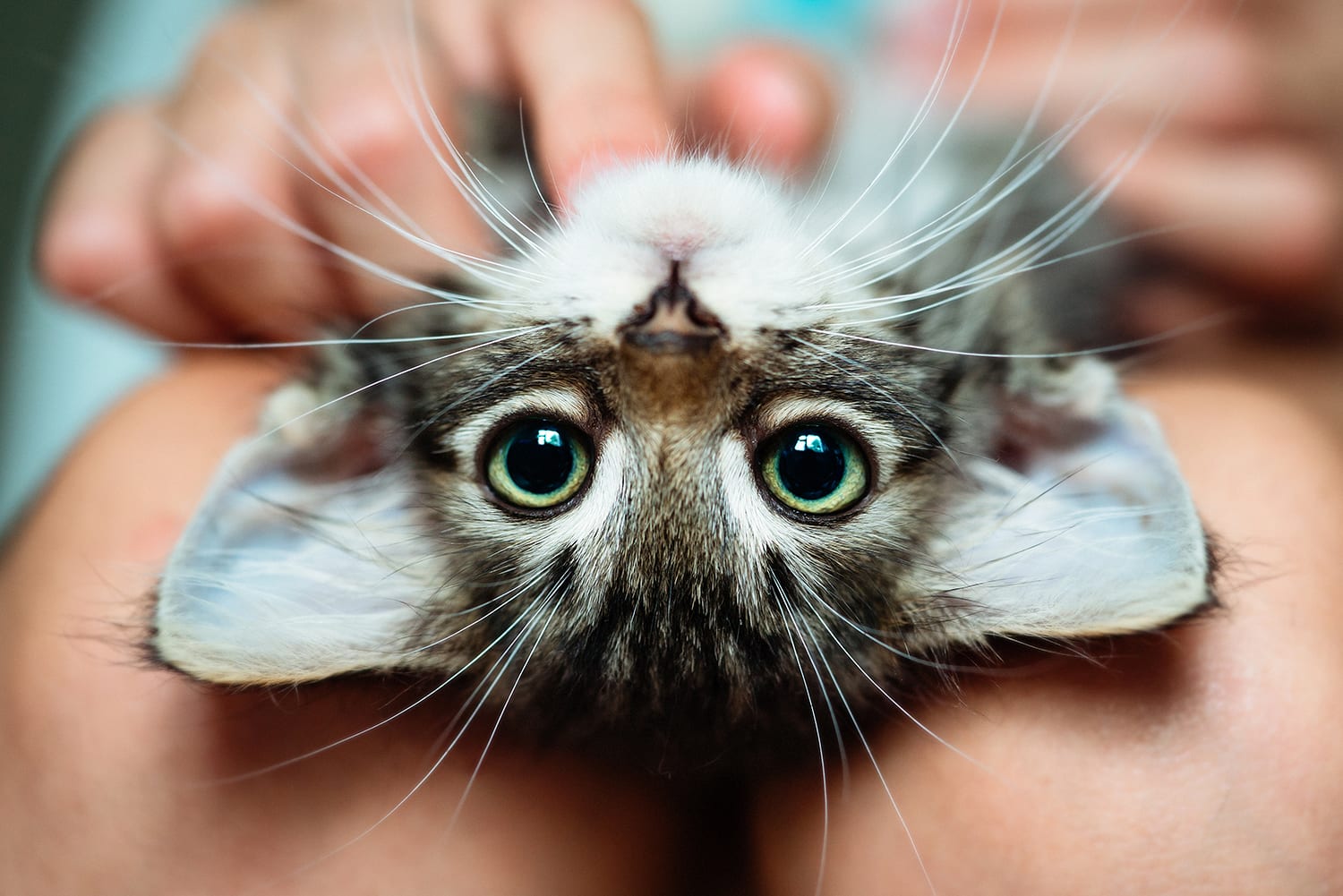 New kitten first vet visit. Picture of kitten looking into the camera, upside down from owners lap.