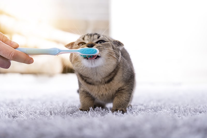 Kitten happily licking and playing with toothbrush being held by owner | Clemmons Vet
