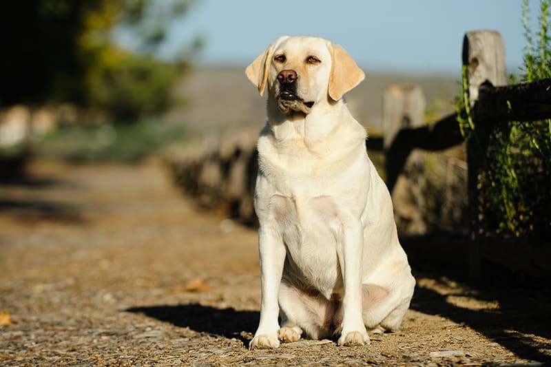 An overweight golden retriever on a gravel path waiting to go for a walk | Clemmons Vet