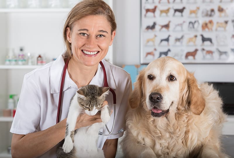 Dog and cat with vet | Clemmons Vet