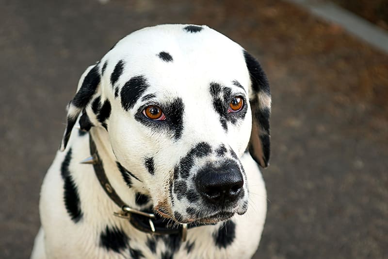 Dog skin cancer picture | Clemmons Vet