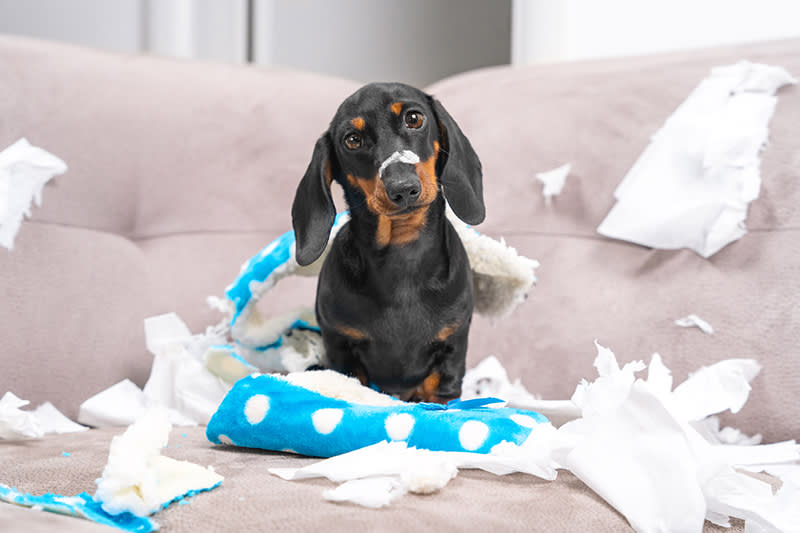 Dog surrounded by stuffing from ripped up toy. How to stop your dog's destructive chewing | Clemmons Vet