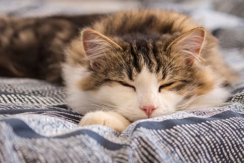 Symptoms of Cat Illnesses | Clemmons Vet