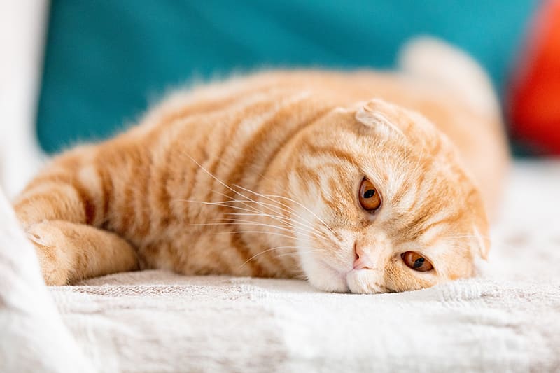 High fever and jaundice are symptoms of hepatitis in cats that can cause your cat to become lethargic | Clemmons Vet